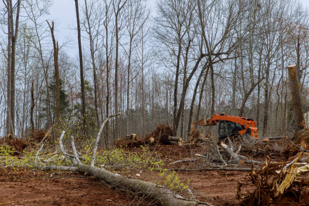 Best Mulching Services  in Coson, OK