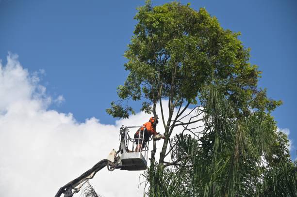 How Our Tree Care Process Works  in  Cookson, OK